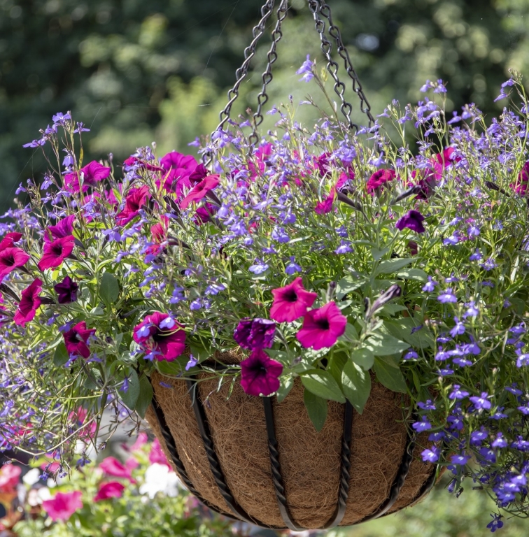 Hanging Baskets - Rutland Garden Village, Oakham, Rutland